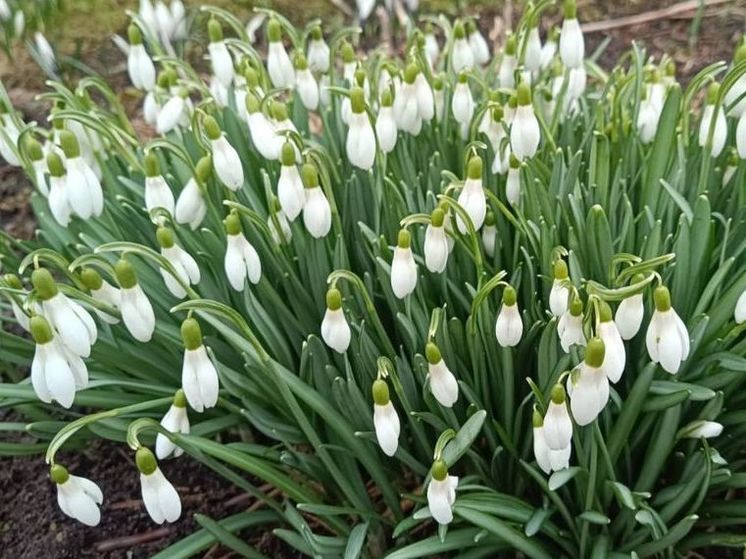 Врач Подмосковья дал советы, как бороться с аллергией весной
