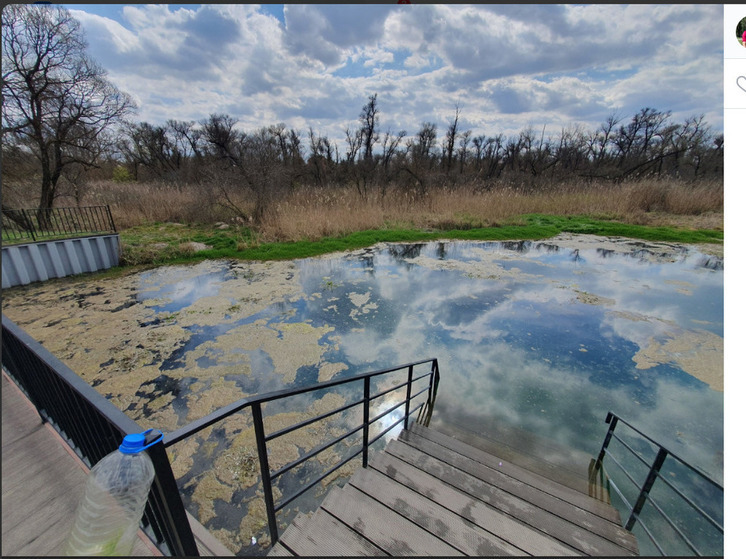 «Начал превращаться в болото»: белгородец пожаловался на заросший тиной источник