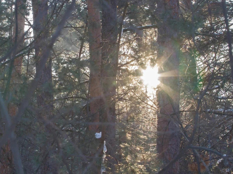Новосибирские ученые с помощью дрона оценят способность леса улавливать парниковые газы