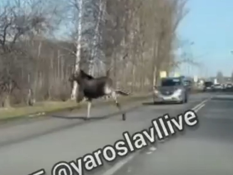 В Ярославле заметили лося на городской улице