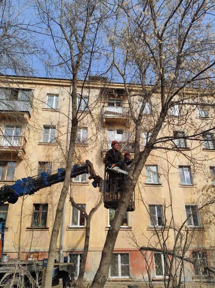 Успешно завершена формовочная обрезка деревьев в Иркутске: обработано более 500 насаждений
