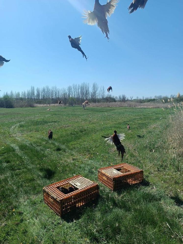 В Тихорецком районе на волю выпустили 200 фазанов