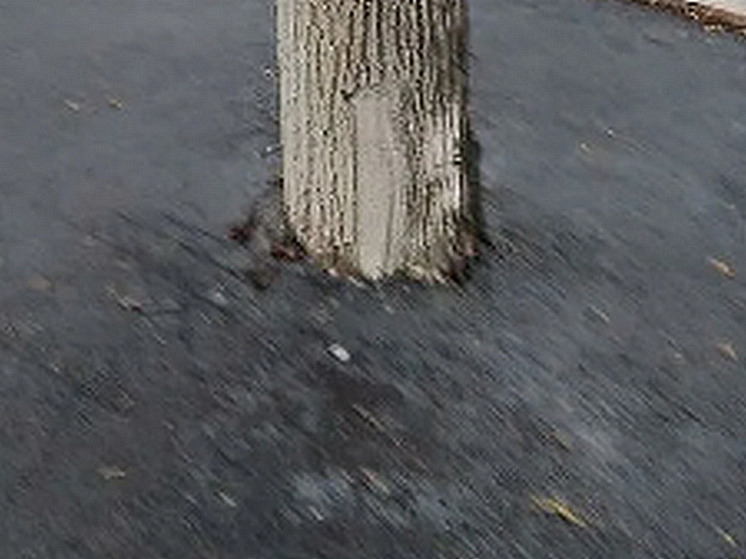 Стволы деревьев на воронежской парковке сковали асфальтом