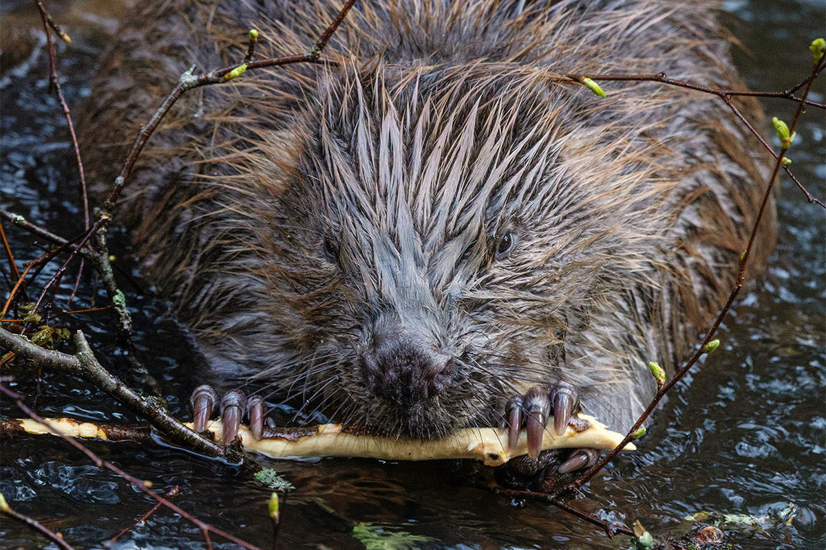 “They will build a dam”: beavers were spotted on the streets of flooded Orsk