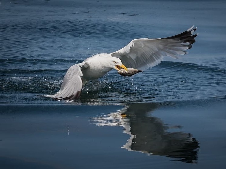 В ДНР проведут исследование биоресурсов водоемов