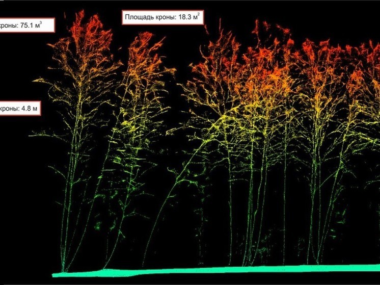 Новосибирские ученые впервые использовали дроны для создания модели леса
