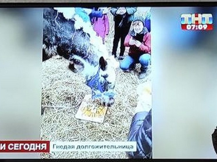 В шоу на ТНТ показали сюжет про сахалинскую лошадь-долгожительницу Чайку