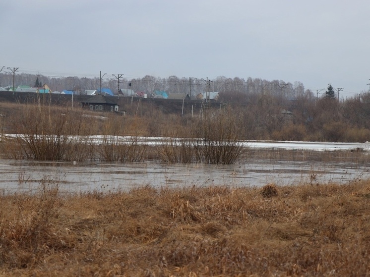 Половодье не унесет белого амура из озера в Новосибирской области
