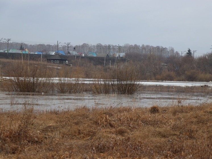 Половодье не унесет белого амура из озера в Новосибирской области