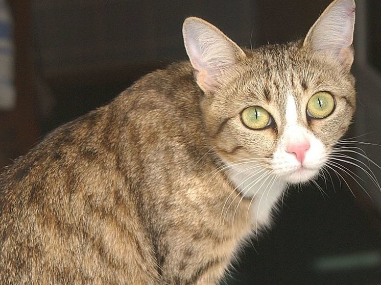 Карантин по бешенству ввели в Сергиево-Посадском городском округе