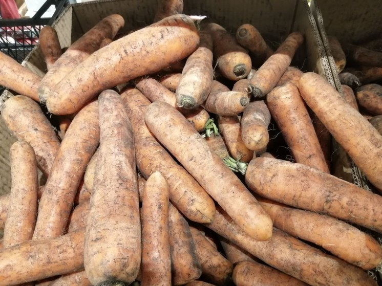 Новгородская область стала крупнейшим производителем моркови в СЗФО