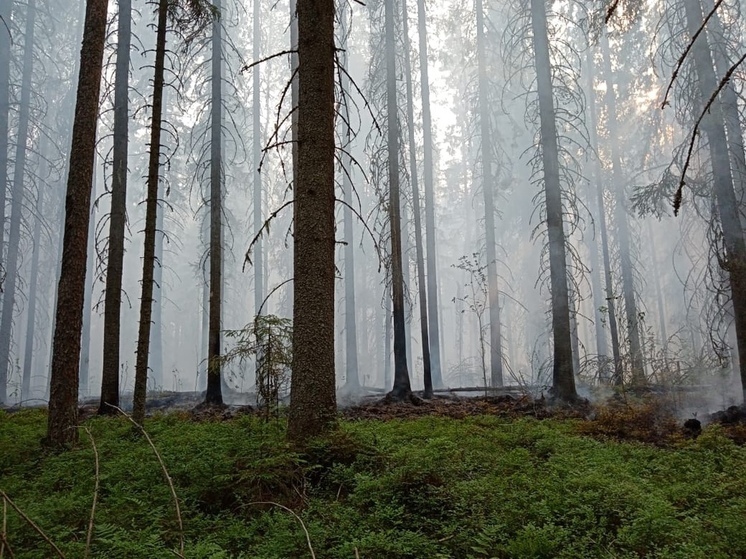 Пожароопасный сезон стартует в Вологодской области с 22 апреля