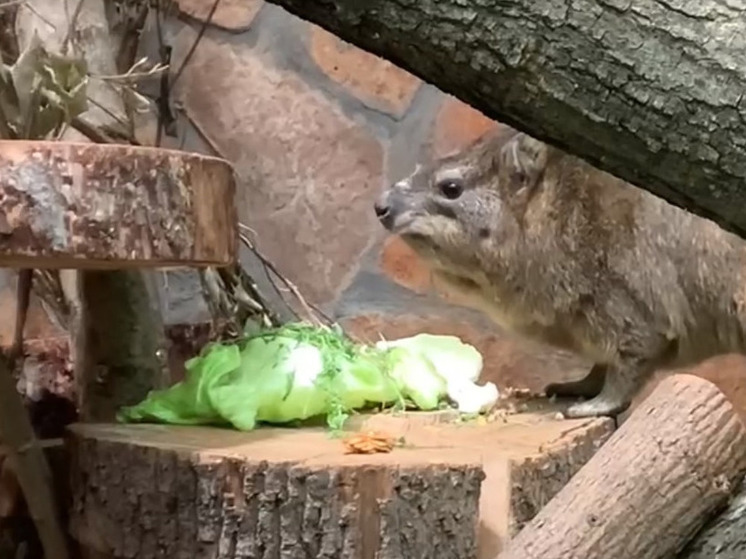 Даман Сеня спустился к посетителям Ленинградского зоопарка покушать зелени