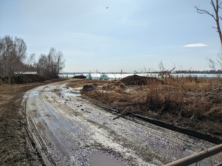 Масштабная проверка мигрантов прошла в тепличных хозяйствах под Красноярском 9 апреля