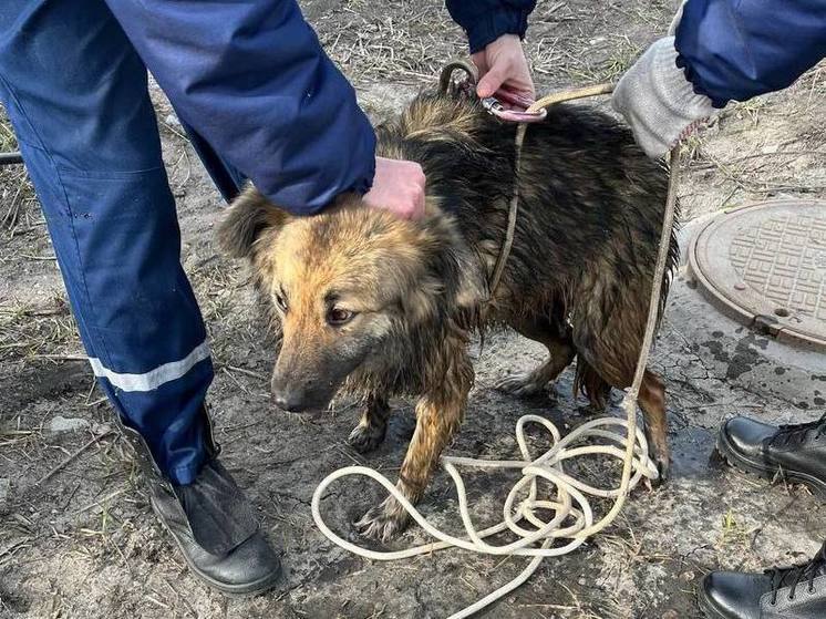 В Разумном спасатели вытащили двух собак из колодца