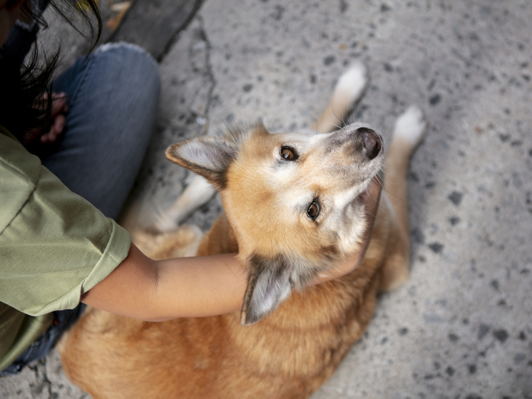 Бездомные собаки из Югры будут нести службу на СВО