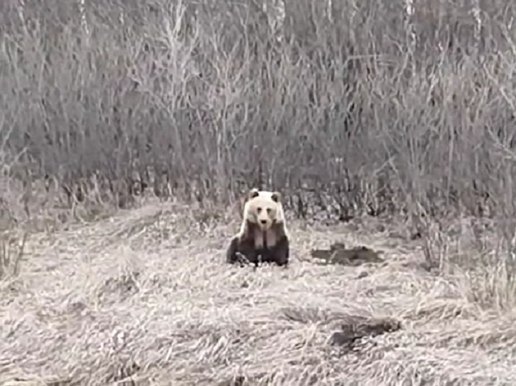 Вблизи южноуральского поселка заметили голодного медведя