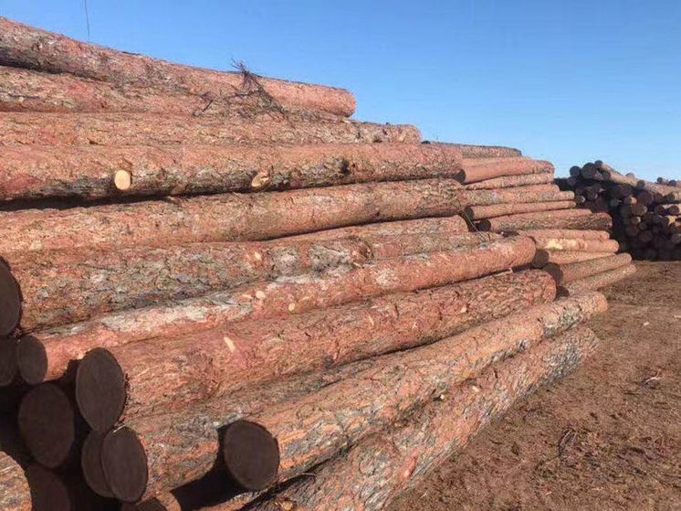 Иностранец незаконно вывез из Кузбасса древесины на 22 миллиона