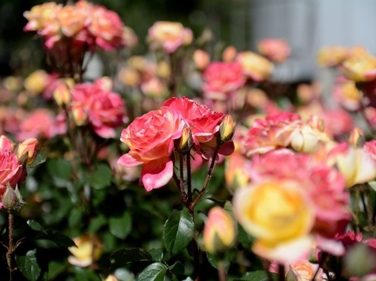 Во Владимире появится 70 новых кустов многолетних роз
