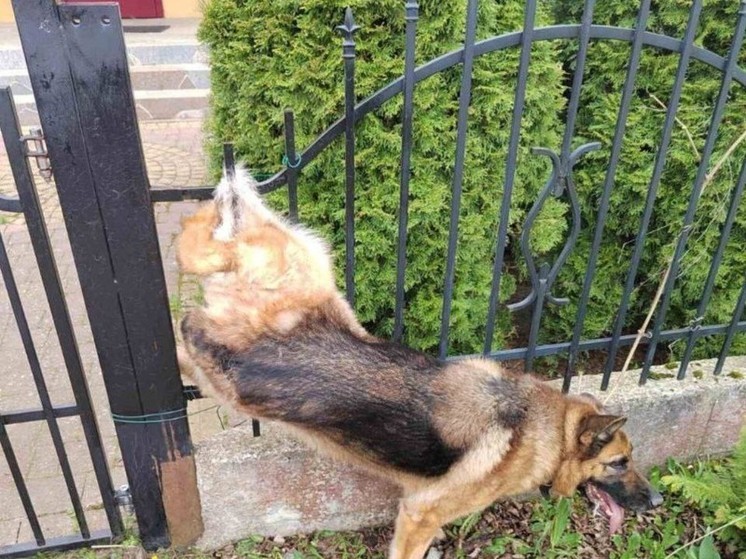 Калининградские спасатели помогли собаке, повисшей на заборе