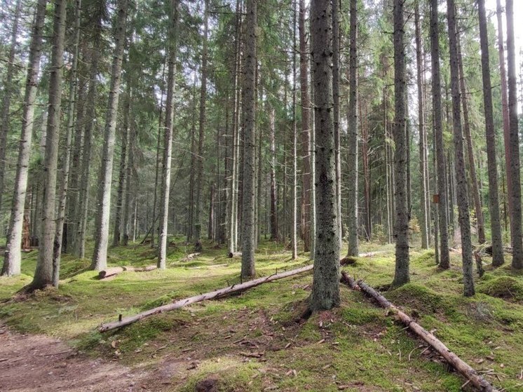 Пожароопасный сезон в новгородских лесах частично начнет действовать 15 апреля
