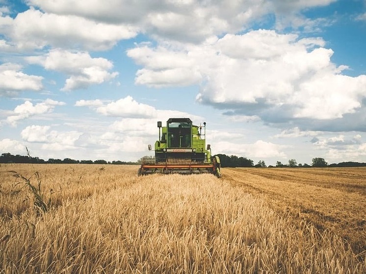 В ДНР практически завершен сев ранних зерновых и зернобобовых культур