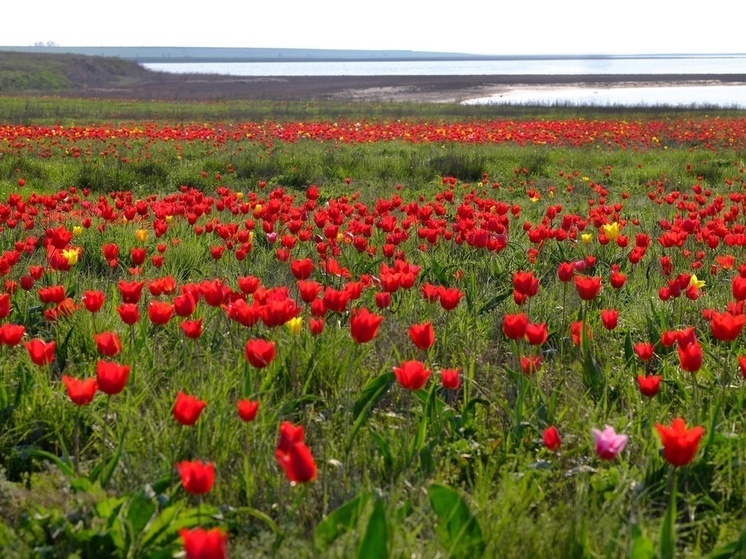 Жители и гости Калмыкии могут пройти по маршруту «Тюльпаны Маныча»