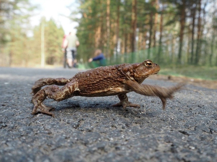 Волонтеры из российского заказника помогут жабам переходить дорогу