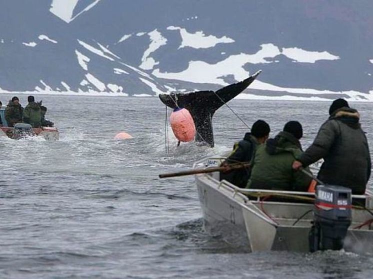 Две трети добычи китов в округе придётся на Чукотский район
