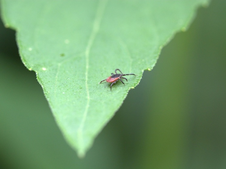 Когда и где можно поставить прививку от клещевого энцефалита в Хабаровске