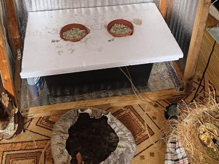Житель Хакасии установил в квартире теплицу для выращивания наркотиков