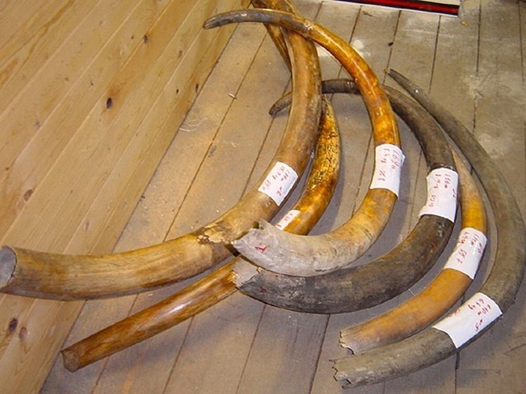 Сибирь пробивает бойкот экспорта бивнями мамонта