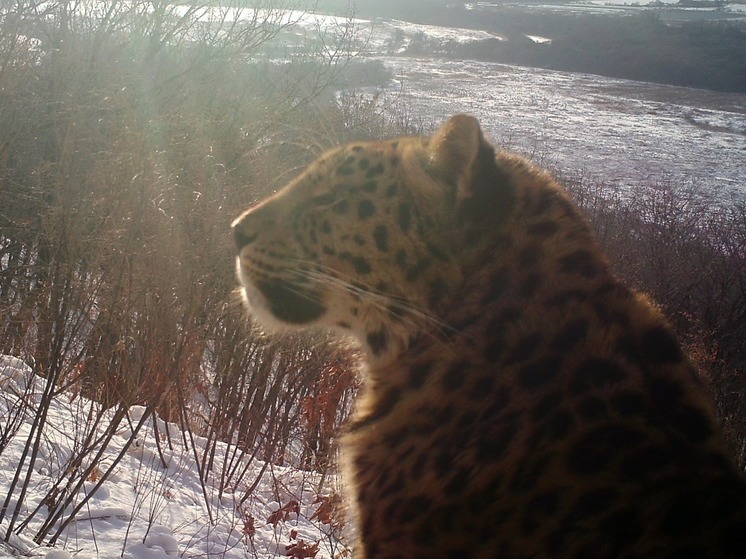 Приморские ученые выяснили, что мешает леопардам расселяться