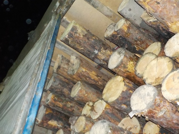 Из Челябинской области в Казахстан хотели тайно вывезти 20 тонн древесины