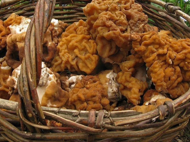 В брянских лесах начался грибной сезон