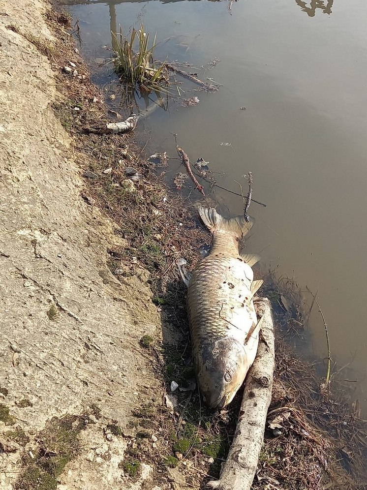 Гибель рыб в Боровском районе расследует комиссия из Калуги