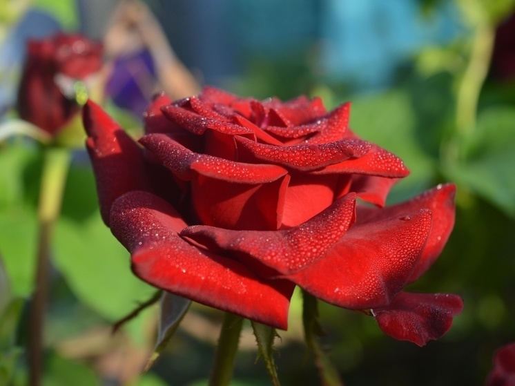 Улицы Донецка украсили четыреста кустов роз