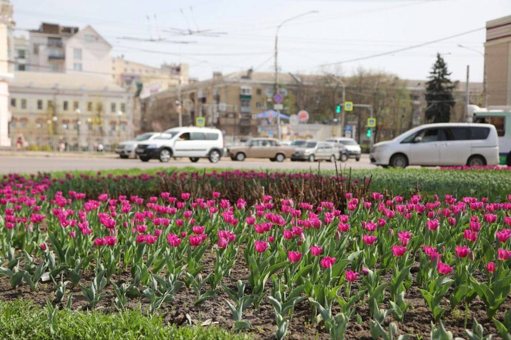 В Воронеже расцвели тюльпаны раньше обычного