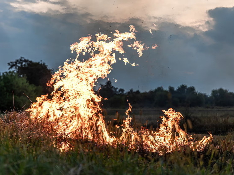 В Курской области сжигавшую траву пенсионерку нашли мёртвой