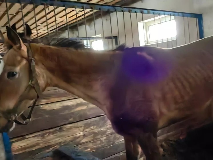 Исхудавшие лошади под Красноярском заинтересовали полицию