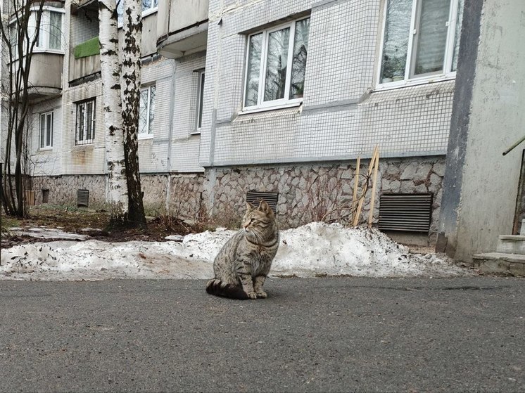 Новгородцы выбрали кота, который первым зайдет в университетский кампус