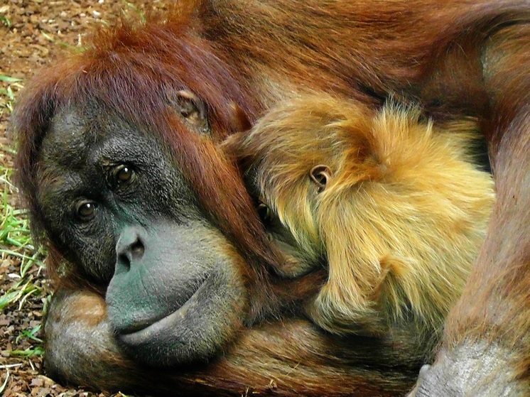 Калининградский зоопарк рассказал об отношения орангутанов Ноны и Антона