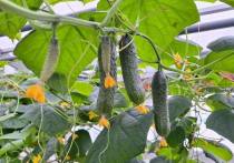 В Коашве в школьной теплице собирают урожай свежих огурцов