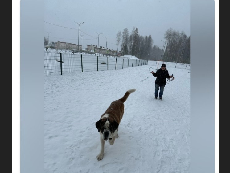 Соцсети: большая собака в Петрозаводске протащила девочку за косу по площадке