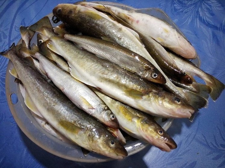 С начала года сахалинцы купили более 700 тонн рыбы по сниженным ценам