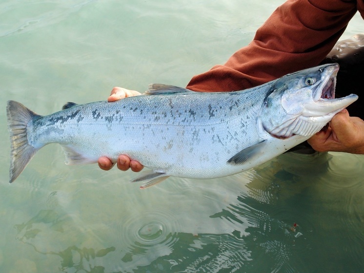В Сахалинской области планируют выловить 90 тысяч тонн лосося в этом году
