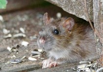 С начала 2024 года в Красноярске регулярно фиксируются случаи, когда крысы бегают по прилавкам в продуктовых магазинах