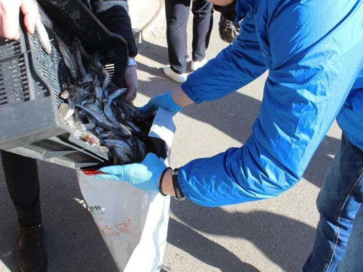 Сотрудники Госветслужбы Ленобласти изъяли 24 килограмма несертифицированной корюшки
