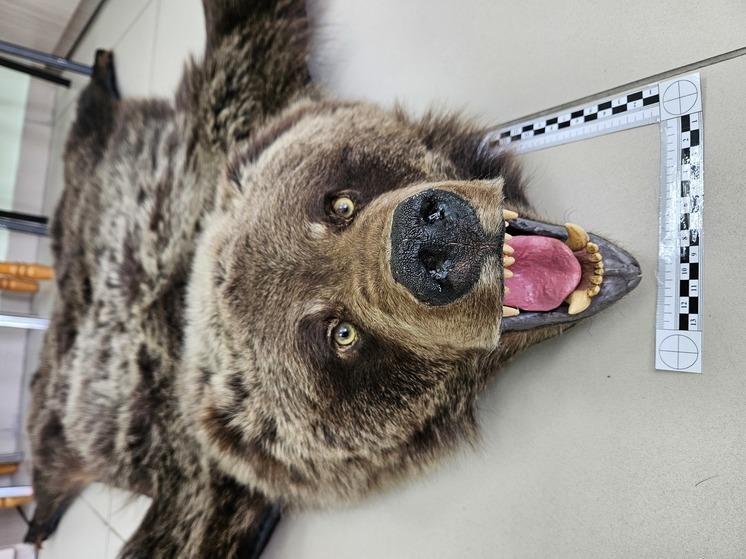 Из Иркутска в Монголию пытались вывезти шкуру бурого медведя