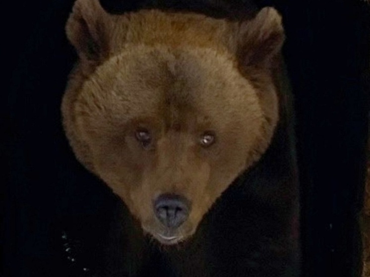Жителей НАО попросили не кидать медведю консервы в металле и пластике